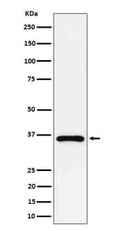 Western blot analysis of GAS2 expression in human Jurkat cell lysate using GAS2 antibody. Predicted molecular weight ~35 kDa.