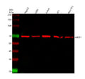 Western blot analysis of ABCE1 using anti-ABCE1 antibody. Lane 1: human HepG2 whole cell lysates, Lane 2: human whole cell lysates, Lane 3: human U20S whole cell lysates, Lane 4: human Jurkat whole cell lysates, Lane 5: rat brain tissue lysates, Lane 6: mouse brain tissue lysates, Lane 7: mouse 4T1 whole cell lysates, Laen 8: mouse NIH/3T3 whole cell lysate. After electrophoresis, proteins were transferred to a nitrocellulose membrane at 150 mA for 50-90 min.