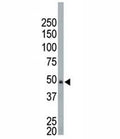 NEK2 antibody used in western blot to detect NEK2 in HeLa cell lysate