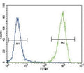 FLT3 antibody flow cytometric analysis of 293 cells (right histogram) compared to a negative control (left histogram). FITC-conjugated goat-anti-rabbit secondary Ab was used for the analysis.