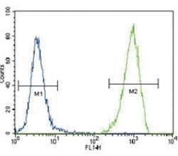 FLT3 antibody flow cytometric analysis of 293 cells (right histogram) compared to a negative control (left histogram). FITC-conjugated goat-anti-rabbit secondary Ab was used for the analysis.