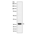 Western blot testing of recombinant GST with GST Tag antibody. Expected molecular weight of GST Tag ~26 kDa.