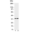 Western blot testing of Caspase-3 antibody and Lane 1: HeLa; 2: SMMC-7721 cell lysate