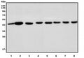 Western blot testing of 1) rat kidney, 2) rat stomach, 3) rat liver, 4) mouse liver, 5) mouse pancreas, 6) mouse testis and 7) mouse HEPA1-6 lysate with Par4 antibody. Predicted molecular weight ~36 kDa, commonly observed at 36-43 kDa.