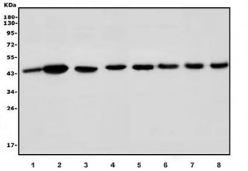 Western blot testing of 1) rat kidney, 2) rat stomach, 3) rat liver, 4) mouse liver, 5) mouse pancreas, 6) mouse testis and 7) mouse HEPA1-6 lysate with Par4 antibody. Predicted molecular weight ~36 kDa, commonly observed at 36-43 kDa.