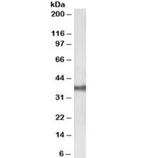 Western blot testing of CACO-2 lysate with EpCAM antibody at 0.03ug/ml. Expected molecular weight: ~35 kDa (unmodified), 40-43 kDa (glycosylated).