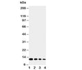Western blot testing of Eotaxin antibody and Lane 1: recombinant mouse protein 10ng; 2: 5ng; 3: 2.5ng; 4: 1.25ng