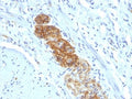 IHC: Formalin-fixed, paraffin-embedded human colon stained with NCAM antibody (NCAM1/784)