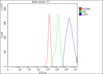 Flow Cytometry analysis of U937 cells using anti-LSP1 antibody. Overlay histogram showing U937 cells stained with (Blue line). The cells were fixed with 4% paraformaldehyde and blocked with 10% normal goat serum. And then incubated with rabbit anti-LSP1 antibody (1 ug/million cells) for 30 min at 20oC. DyLight 488 conjugated goat anti-rabbit IgG (5-10 ug/million cells) was used as secondary antibody for 30 min at 20oC.