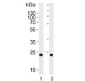 Western blot testing of 1) human ovary and 2) mouse testis tissue lysate with MitoPLD antibody. Predicted molecular weight ~28 kDa.