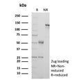 SDS-PAGE analysis of purified, BSA-free TIGIT antibody (clone TIGIT/3018) as confirmation of integrity and purity.