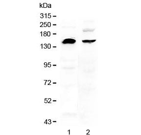 Western blot testing of human 1) U-87 MG and 2) MDA-MB-453 cell lysate with NEDD4 antibody at 0.5ug/ml. Predicted molecular weight ~149 kDa; commonly observed at 110-149 kDa with a possible ~95 kDa cleavage band.