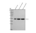 Western blot analysis of Pax2 protein using Zebrafish Pax2 antibody and 1) zebrafish head, 2) whole female zebrafish and 3) whole male zebrafish tissue lysate. Predicted molecular weight ~42 kDa (Pax2b) and ~44 kDa (Pax2a).