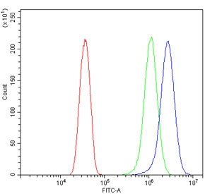 Flow cytometry testing of human HeLa cells with ATG7 antibody at 1ug/million cells (blocked with goat sera); Red=cells alone, Green=isotype control, Blue= ATG7 antibody.