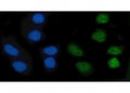 Immunofluorescent staining of FFPE human SiHa cells with KLF10 antibody (green) and DAPI nuclear stain (blue). HIER: steam section in pH6 citrate buffer for 20 min.