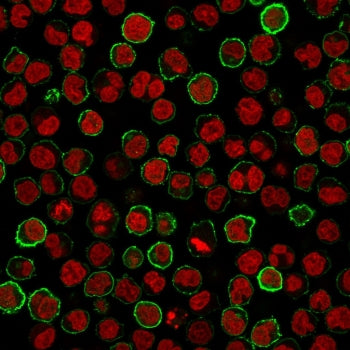 Immunofluorescence staining of human Raji cells with CD20 antibody (green, clone MS4A1/3411) and Reddot nuclear stain (red).