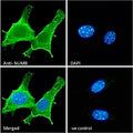 IF/ICC staining of fixed and permeabilized mouse NIH 3T3 cells with NUMB antibody (green) at 10ug/ml and DAPI nuclear stain (blue).