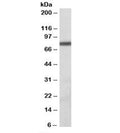 Western blot testing of Daudi lysate with ZBTB24 antibody at 1ug/ml. Predicted molecular weight: ~78kDa.
