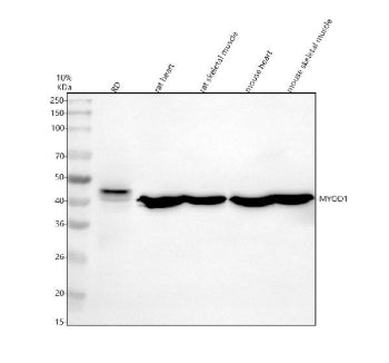 Western blot analysis of MYOD1 using anti-MYOD1 antibody. Electrophoresis was performed on a 10% SDS-PAGE gel at 80V (Stacking gel) / 120V (Resolving gel) for 2 hours. Lane 1: human RD whole cell lysates, Lane 2: rat heart tissue lysates, Lane 3: rat skeletal muscle tissue lysates, Lane 4: mouse heart tissue lysates, Lane 5: mouse skeletal muscle tissue lysates. After electrophoresis, proteins were transferred to a nitrocellulose membrane at 150 mA for 50-90 min.