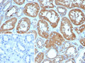IHC staining of FFPE human kidney tissue with Deleted in breast cancer 2 antibody (clone DBC2/4570). Inset: PBS used in place of primary Ab (secondary Ab negative control). HIER: boil tissue sections in pH 9 10mM Tris with 1mM EDTA for 20 min and allow to cool before testing.