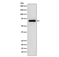 Western blot testing of human HeLa cell lysate with N-WASP antibody. Expected molecular weight: ~65 kDa.