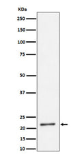 Western blot analysis of K27-linkage Specific Ubiquitin expression in human HeLa cell lysate using K27-linkage Specific Ubiquitin antibody. A strong band near ~20 kDa in HeLa lysate is detected, corresponding to K27-linked di-ubiquitin. Although the UBB and UBC precursors have predicted masses of ~26 kDa and ~77 kDa, they are rapidly processed into monomeric and short polyubiquitin chains in cells; K27-linked Ub2 species are therefore the predominant form detected under standard conditions.