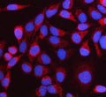 Immunofluorescent staining of FFPE human HeLa cells with NTN3 antibody (red) and DAPI nuclear stain (blue). HIER: steam section in pH6 citrate buffer for 20 min.