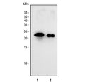 Western blot testing of IL-6 antibody and recombinant human protein: (1) 10ng, (2) 5ng, (3) 2.5ng