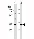 Caspase-9 antibody western blot analysis in 1) human HeLa and 2) mouse L929 lysate