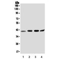 Western blot testing of human 1) A375, 2) Jurkat, 3) HepG2 and 4) K562 lysate with ORAI2 antibody. Predicted molecular weight: 28 kDa but may be observed higher due to glycosylation.