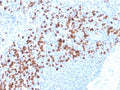 IHC testing of FFPE human spleen with recombinant MMP9 antibody (clone rMMP9/1769). Required HIER: boil tissue sections in pH6, 10mM citrate buffer, for 10-20 min followed by cooling at RT for 20 min.