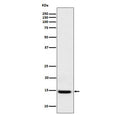 Western blot testing of human HEK293 cell lysate with GAL1 antibody. Predicted molecular weight ~14 kDa.