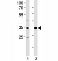 ATF4 antibody western blot analysis in (1) Jurkat and (2) MCF-7 lysate. Predicted molecular weight ~39kDa.