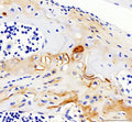 Immunohistochemical staining of Collagen Type II/COL2A1 using anti-COL2A1 antibody. Collagen Type II/COL2A1 was detected in a paraffin-embedded section of mouse knee cartilage tissue. Heat mediated antigen retrieval was performed in EDTA buffer (pH 8.0, epitope retrieval solution). The tissue section was blocked with 10% goat serum. The tissue section was then incubated with 2 ug/ml rabbit anti-COL2A1 antibody overnight at 4oC.