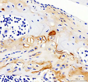 Immunohistochemical staining of Collagen Type II/COL2A1 using anti-COL2A1 antibody. Collagen Type II/COL2A1 was detected in a paraffin-embedded section of mouse knee cartilage tissue. Heat mediated antigen retrieval was performed in EDTA buffer (pH 8.0, epitope retrieval solution). The tissue section was blocked with 10% goat serum. The tissue section was then incubated with 2 ug/ml rabbit anti-COL2A1 antibody overnight at 4oC.