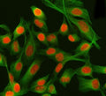 Immunofluorescent staining of FFPE human HeLa cells with PSIP1 antibody (red) and Beta Tubulin mAb (green). HIER: steam section in pH6 citrate buffer for 20 min.