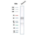 Western blot testing of human Ramos cell lysate with recombinant CD27 antibody. Predicted molecular weight ~29 kDa but may be observed at higher molecular weights due to glycosylation.