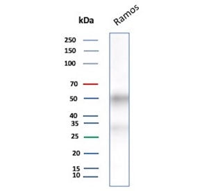 Western blot testing of human Ramos cell lysate with recombinant CD27 antibody. Predicted molecular weight ~29 kDa but may be observed at higher molecular weights due to glycosylation.