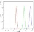 Flow cytometry testing of human HepG2 cells with Girdin antibody at 1ug/million cells (blocked with goat sera); Red=cells alone, Green=isotype control, Blue= Girdin antibody.