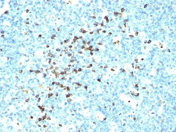 IHC: Formalin-fixed, paraffin-embedded human tonsil stained with IgM antibody (DA4-4)