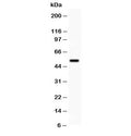 Western blot testing of VIPR1 antibody and human placenta lysate; Predicted molecular weight ~52 kDa.
