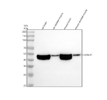Western blot analysis of HOMER1 using anti-HOMER1 antibody. Electrophoresis was performed on a 10% SDS-PAGE gel at 80V (Stacking gel) / 120V (Resolving gel) for 2 hours. Lane 1: rat brain tissue lysates, Lane 2: rat skeletal muscle tissue lysates, Lane 3: mouse brain tissue lysates, Lane 4: mouse skeletal muscle tissue lysates. After electrophoresis, proteins were transferred to a nitrocellulose membrane at 150 mA for 50-90 min. Blocked the membrane with 5% non-fat milk/TBS for 1.5 hour at RT.