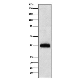 Western blot testing of human PBM lysate with CD7 antibody. Expected molecular weight: 25-40 kDa depending on glycosylation level.