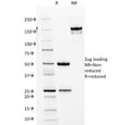 SDS-PAGE analysis of purified, BSA-free CDK2 antibody (clone AN4.3) as confirmation of integrity and purity.