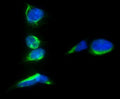 Immunofluorescent staining of FFPE human A549 cells with Prominin 1 antibody (green) and DAPI nuclear stain (blue). HIER: steam section in pH6 citrate buffer for 20 min.