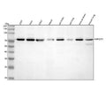 Western blot analysis of RAPGEF5 using anti-RAPGEF5 antibody. Lane 1: human 293T whole cell lysates, Lane 2: human Hela whole cell lysates, Lane 3: human K562 whole cell lysates, Lane 4: human Hacat whole cell lysates, Lane 5: rat brain tissue lysates, Lane 6: rat lung tissue lysates, Lane 7: mouse brain tissue lysates, Lane 8: mouse lung tissue lysates. After electrophoresis, proteins were transferred to a nitrocellulose membrane at 150 mA for 50-90 min.