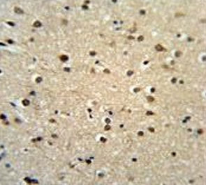 IHC testing of FFPE human brain tissue with Teashirt homolog 2 antibody. HIER: steam section in pH6 citrate buffer for 20 min and allow to cool prior to staining.