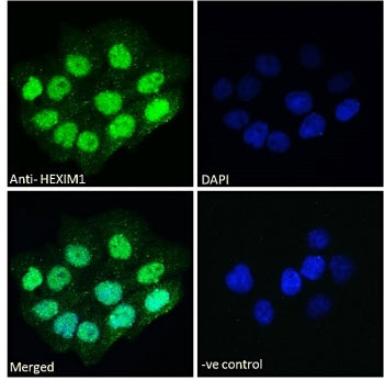 Immunofluorescent staining of fixed and permeabilized human A431 cells with HEXIM1 antibody (green) at 10ug/ml and DAPI nuclear stain (blue).