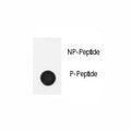 Dot blot analysis of phospho-Nephrin antibody. 50ng of phos-peptide or nonphos-peptide per dot were spotted.