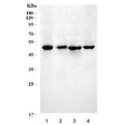 Western blot testing of 1) rat liver, 2) rat kidney, 3) mouse liver and 4) mouse lung tissue lysate with MADH7 antibody. Expected molecular weight: 45-55 kDa.